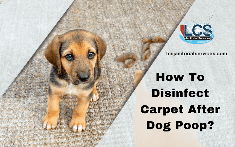 How To Disinfect Carpet After Dog Poop San Diego CA